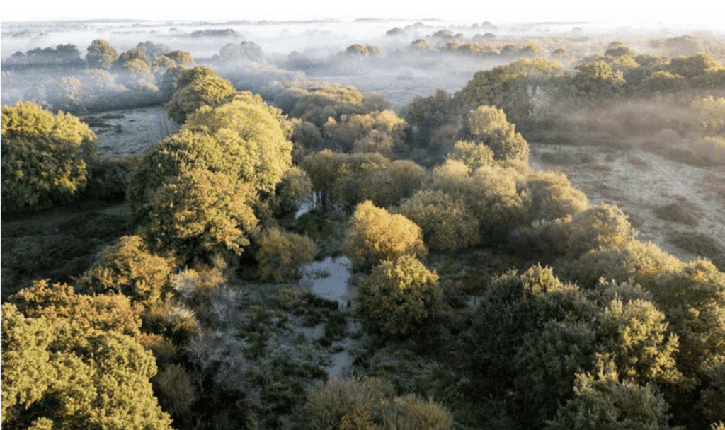 Landmark Study Demonstrates Carbon Sequestration Potential of Rewilding in the UK